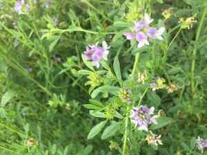 lucerne flower